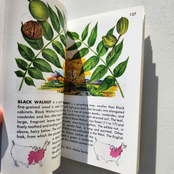 Trees Field Guide Plants botany Golden Guides St. Martin's Press BOOKSHARK - Picture 5 of 14